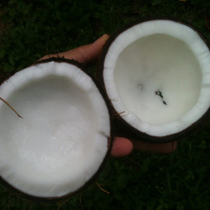 coconut-648105_1280